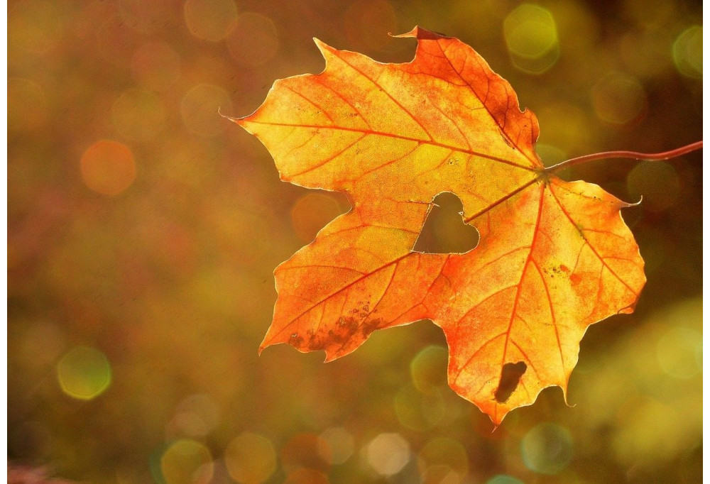 Color de otoño en tu interior 