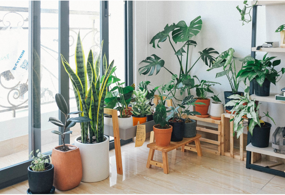 Crear fácilmente un jardín de interior en casa